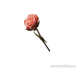 SD�ߴ�G���� ��
